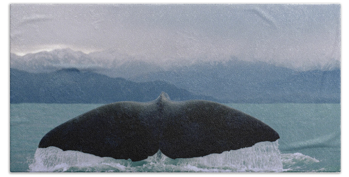 Feb0514 Bath Towel featuring the photograph Sperm Whale Tail by Flip Nicklin