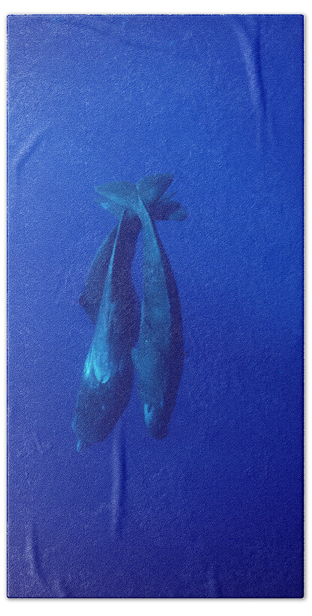 Feb0514 Hand Towel featuring the photograph Sperm Whale Trio Diving Sri Lanka by Flip Nicklin