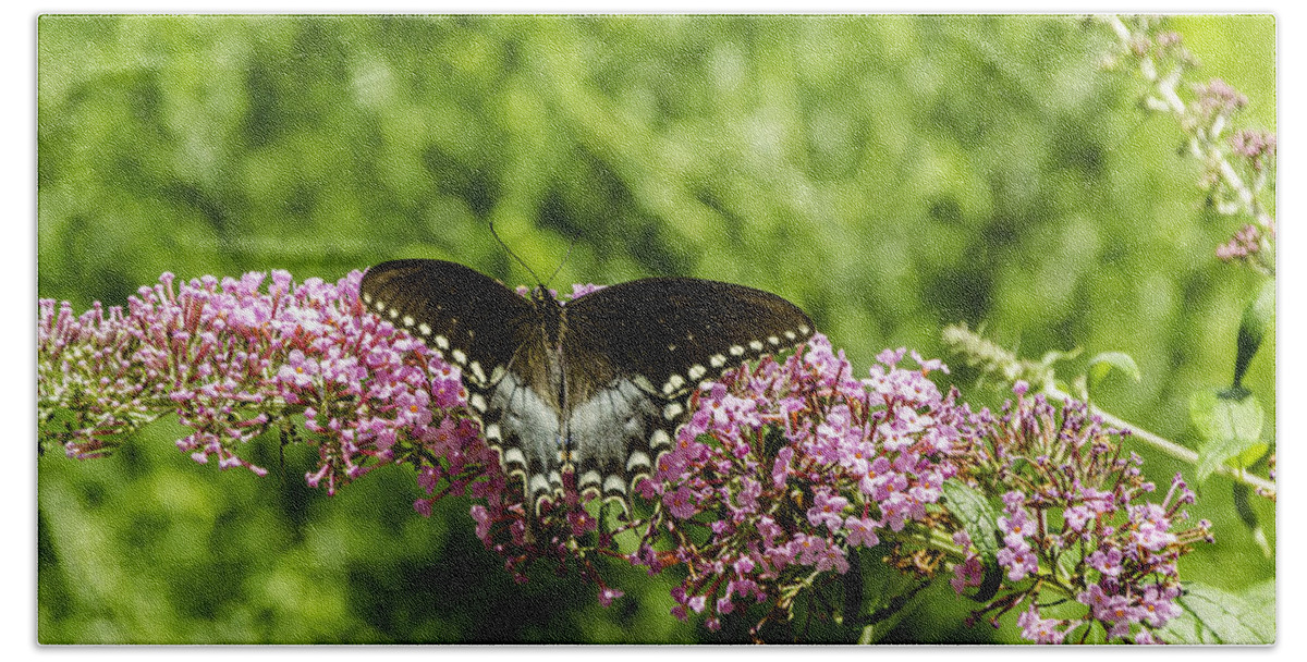Antenna Bath Towel featuring the photograph Spicebush Swallowtail by Mary Carol Story