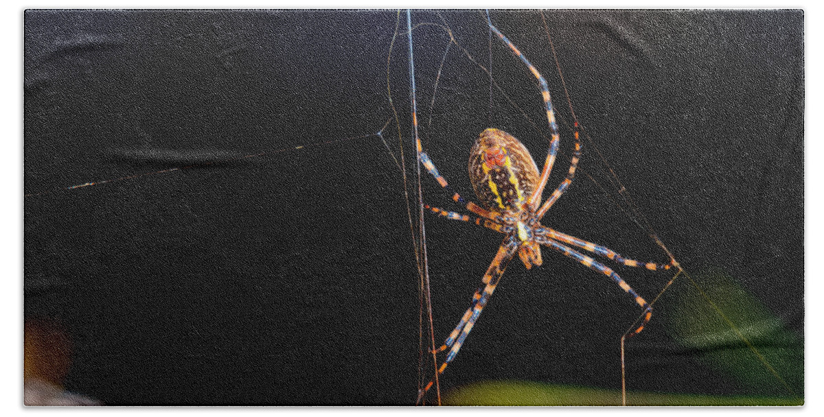 Spider Bath Towel featuring the photograph Spider by Christopher Holmes