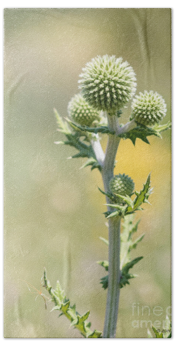 Nature Bath Towel featuring the photograph Spiky green by Jivko Nakev