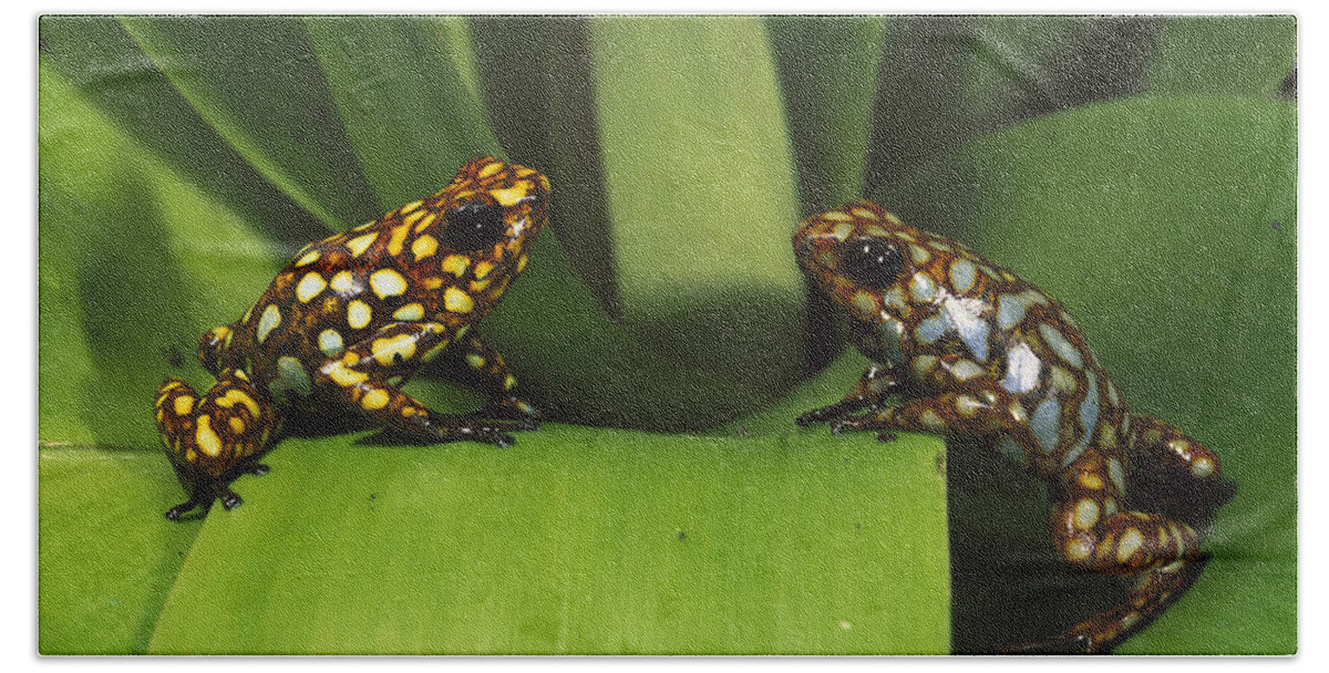 Feb0514 Bath Towel featuring the photograph Splendid Poison Dart Frogs Ecuador by Pete Oxford