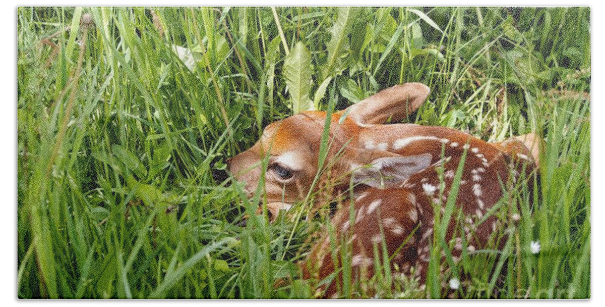 Fawn Bath Towel featuring the photograph Spotted Fawn by Angie Rea