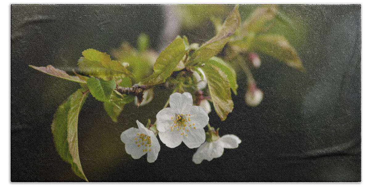 Branch Bath Towel featuring the photograph Spring Blossom by Spikey Mouse Photography