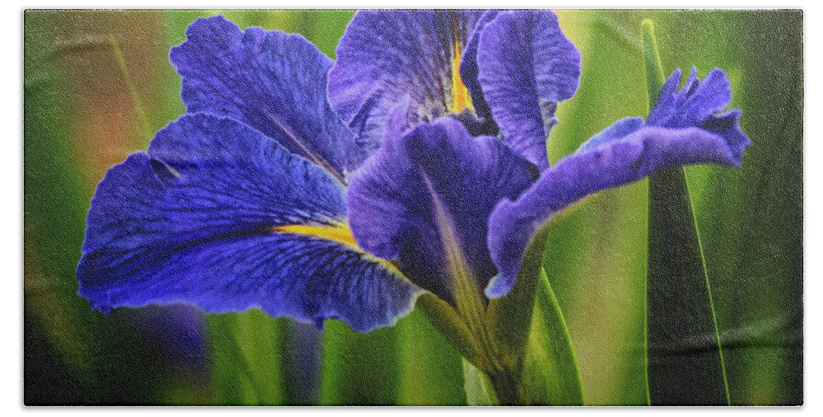 Spring Bath Towel featuring the photograph Spring Blue Iris by Lucy VanSwearingen