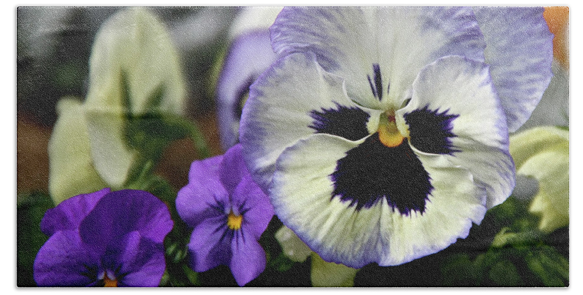 Pansy Bath Towel featuring the photograph Spring Pansy Flower by Ed Riche