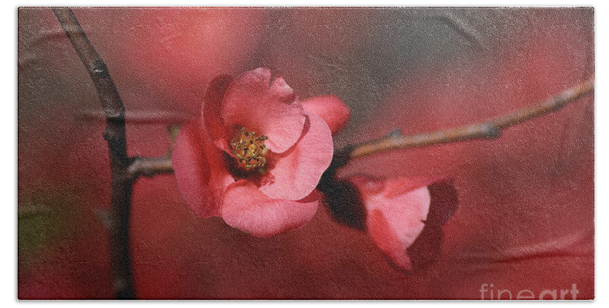 Red Hand Towel featuring the photograph Spring Richness - Flowering Quince by Joy Watson