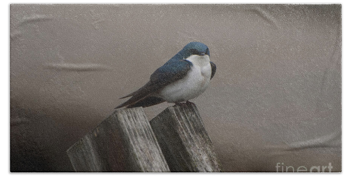 Spring Bath Towel featuring the photograph Spring Swallow by Joan Wallner