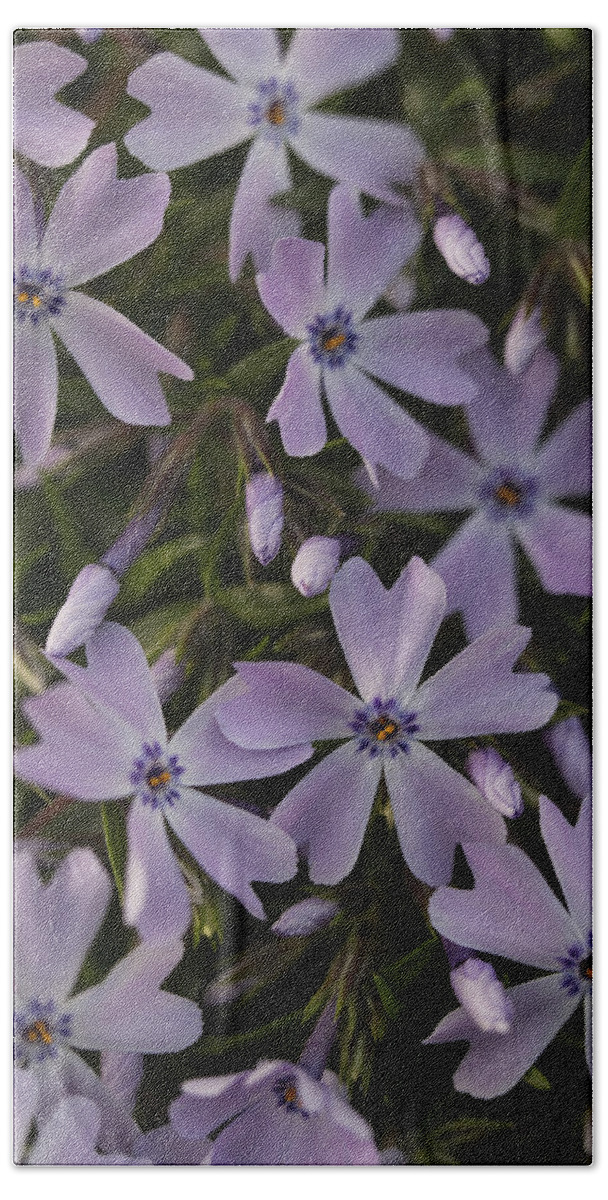 Andrew Pacheco Bath Towel featuring the photograph Springtime Phlox by Andrew Pacheco