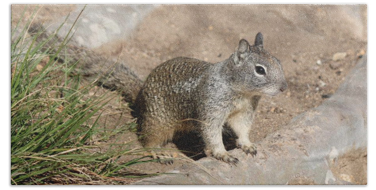 Squirrel Bath Towel featuring the photograph Squirrel - 2 by Christy Pooschke