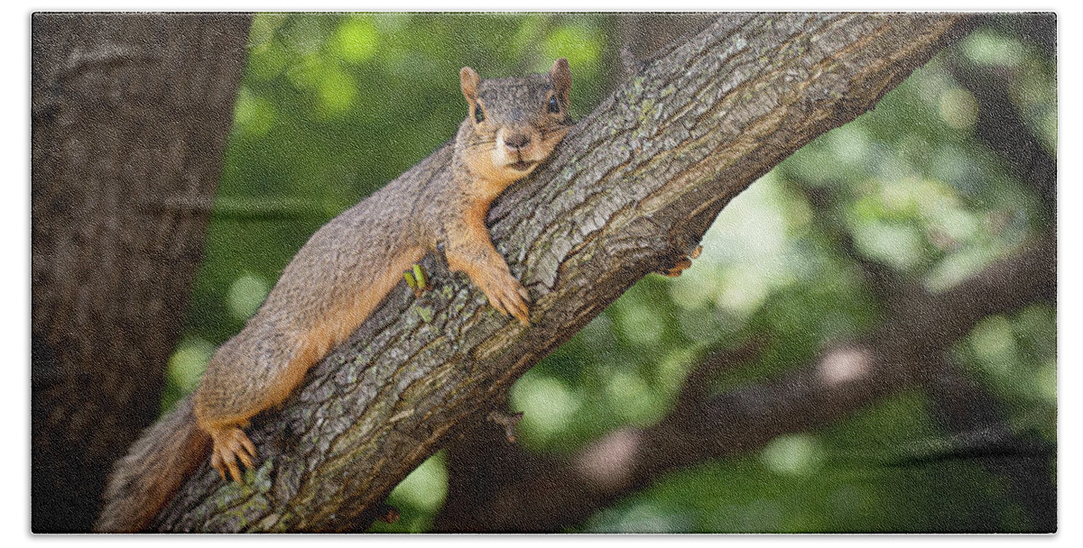 Squirrel Hand Towel featuring the photograph Squirrel Just Resting by Karen Varnas