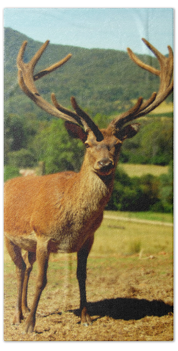 Stag Bath Towel featuring the photograph Stag by Glen Johnson