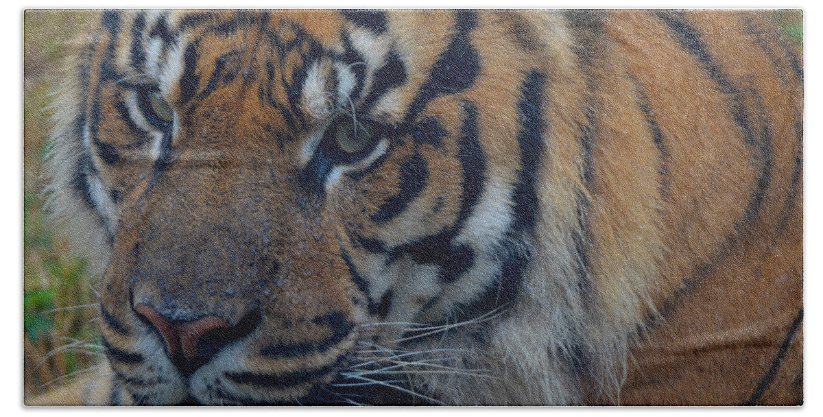Tiger Hand Towel featuring the photograph Stare Through by Maggy Marsh