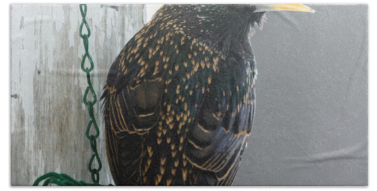 Starling Bath Towel featuring the photograph Starling by Holden The Moment