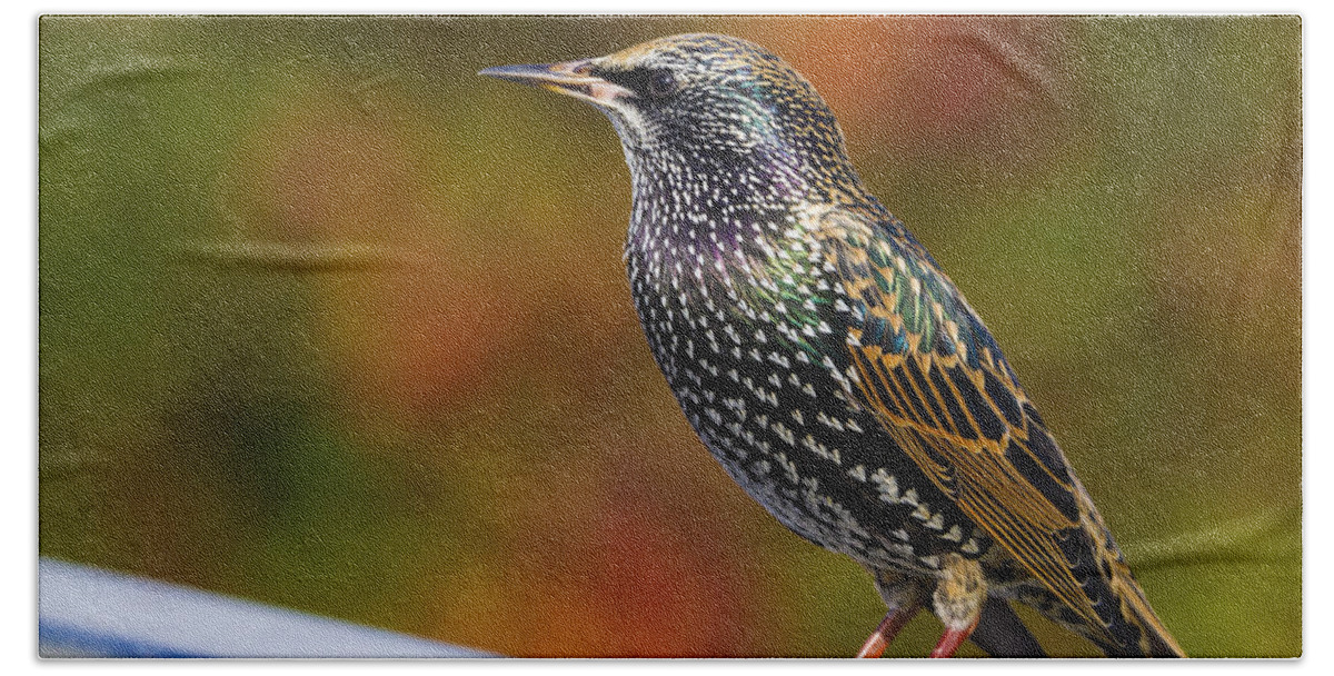Starling Hand Towel featuring the photograph Starling Sturnus vulgaris by Chris Smith