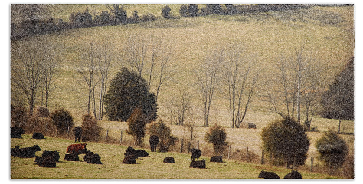 Featured Bath Towel featuring the photograph Steers In Rolling Pastures - Kentucky by Paulette B Wright