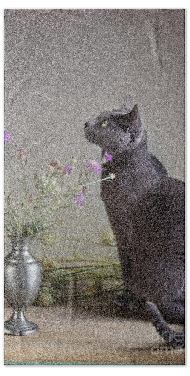 Cat Hand Towel featuring the photograph Still Life with Cat by Nailia Schwarz