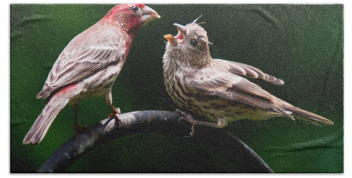 Purple Finch Hand Towel featuring the photograph Stop playing dad. give it to me by Robert L Jackson