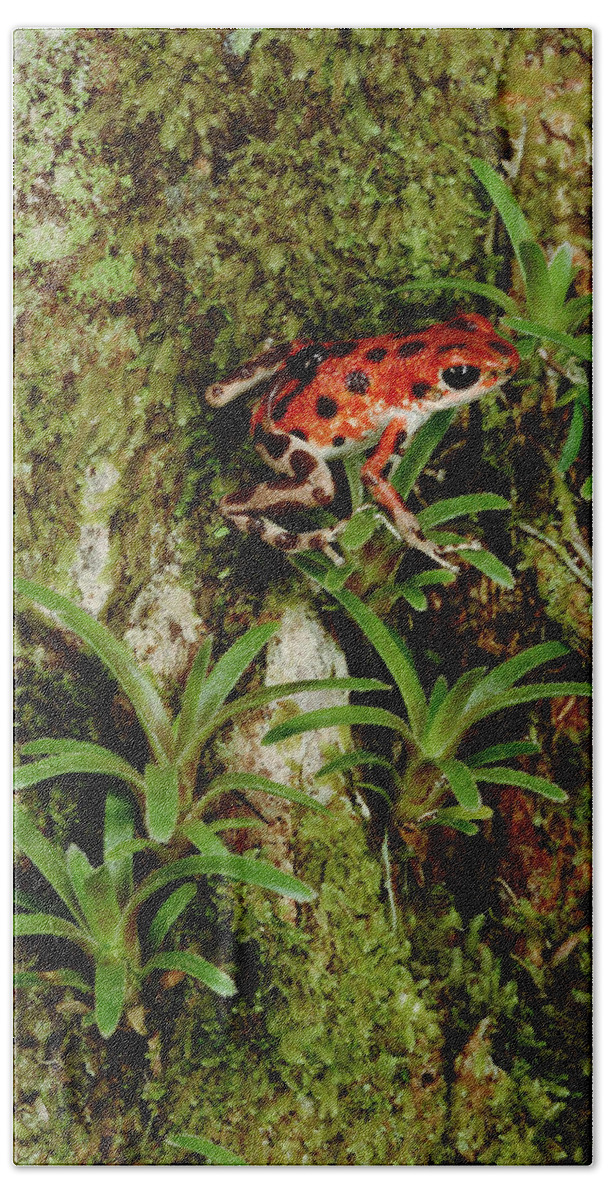 Feb0514 Bath Towel featuring the photograph Strawberry Poison Dart Frog Mother by Mark Moffett