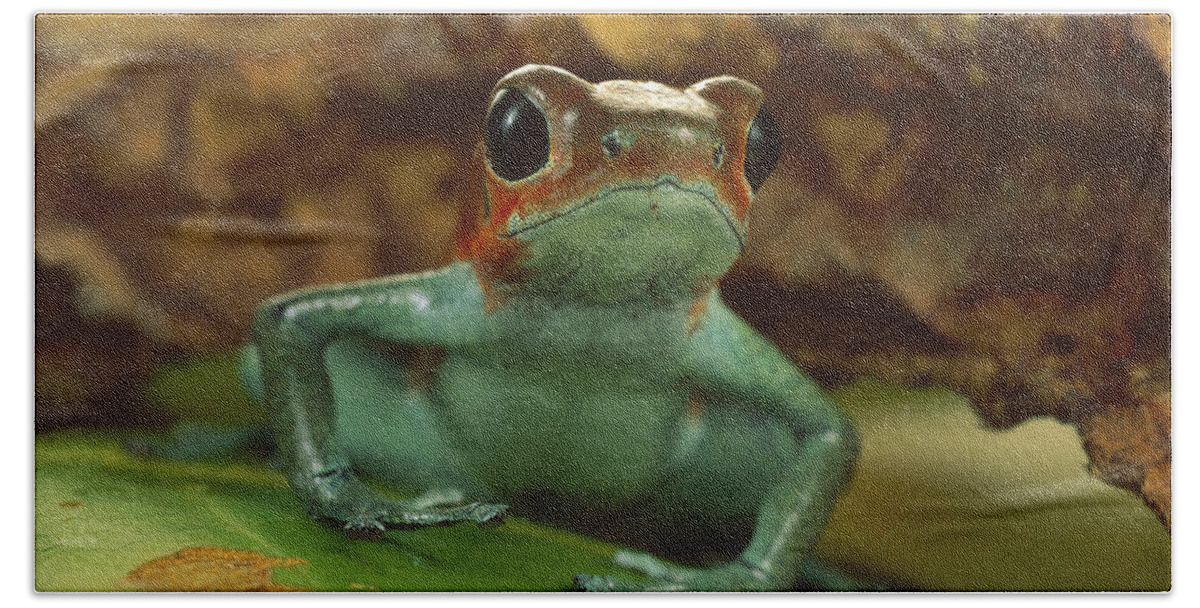 Feb0514 Bath Towel featuring the photograph Strawberry Poison Dart Frog Portrait by Mark Moffett
