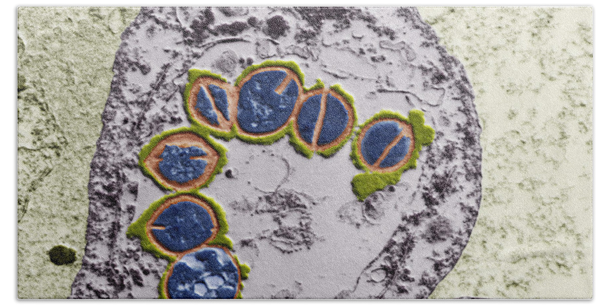 Pulmonary Inflammation Bath Towel featuring the photograph Streptococci In Lung Cell, Tem by Eye of Science