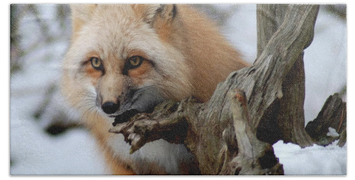 Fox Bath Towel featuring the photograph Stunning Sierra by Richard Bryce and Family