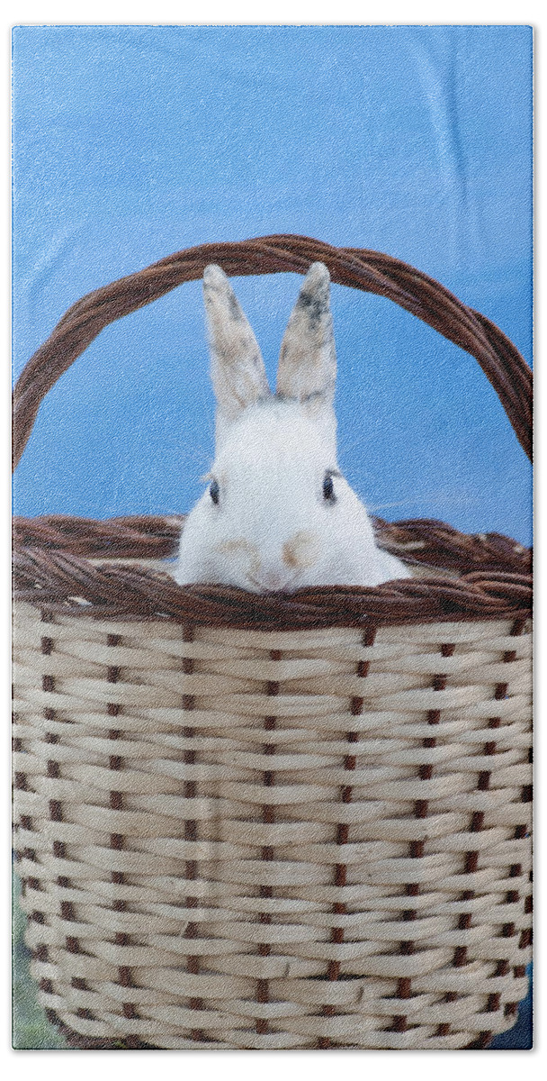 White Bath Towel featuring the photograph sugar the easter bunny 2 - A curious and cute white rabbit in a hand basket by Pedro Cardona Llambias