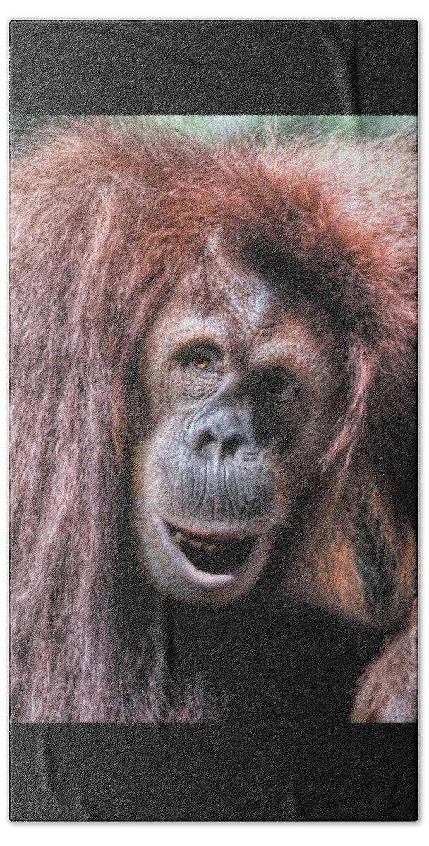 Sumatran Orangutan (pongo Abelii) Bath Towel featuring the photograph Sumatran Orangutan by Savannah Gibbs