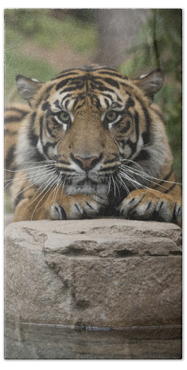 San Diego Zoo Hand Towel featuring the photograph Sumatran Tiger by San Diego Zoo