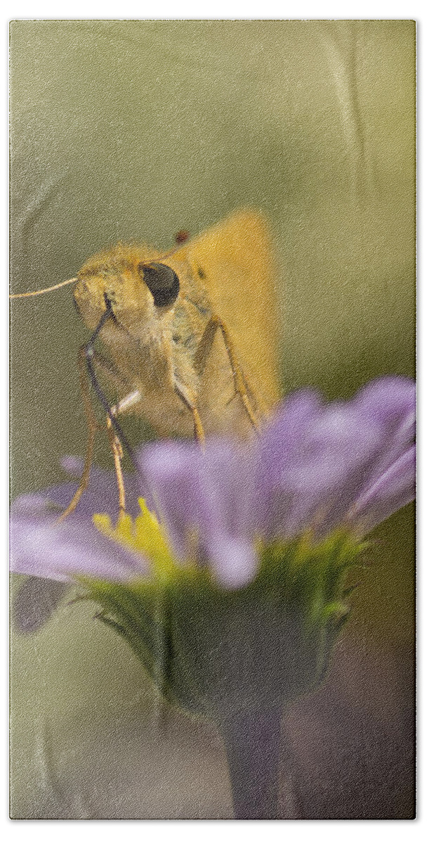 Butterfly Hand Towel featuring the photograph Summer Skipper by Priya Ghose