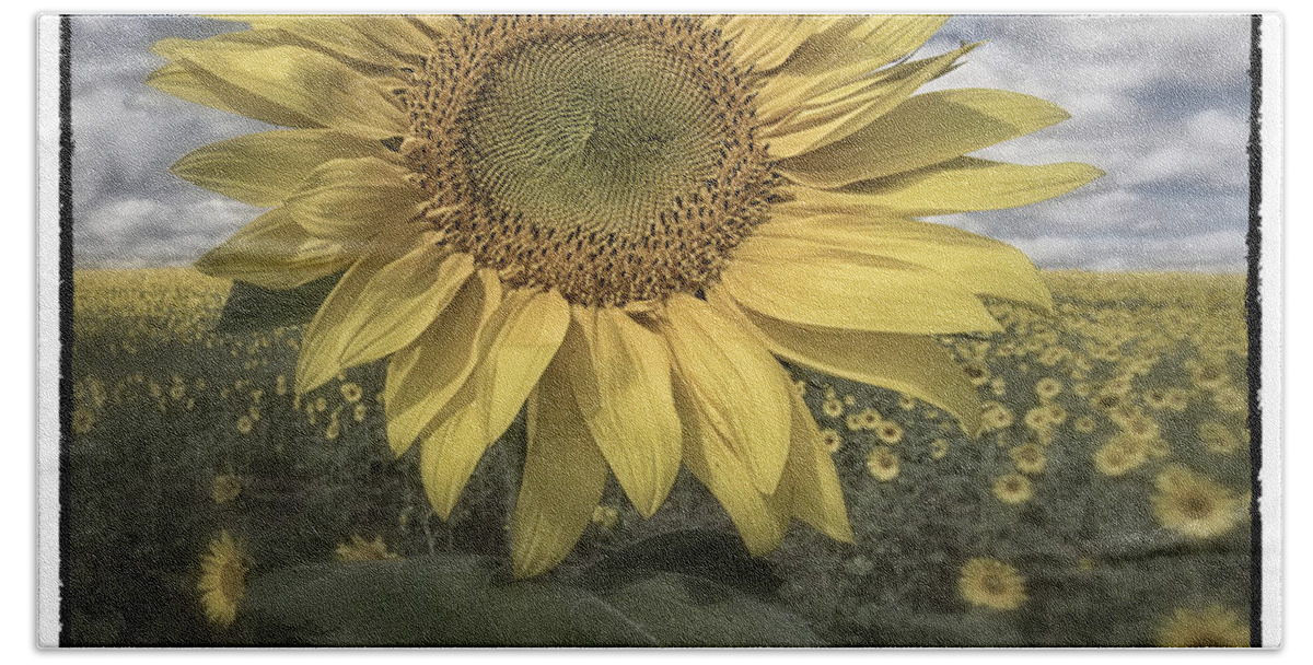 Flowers Bath Towel featuring the photograph Summer Sun by Robert Fawcett