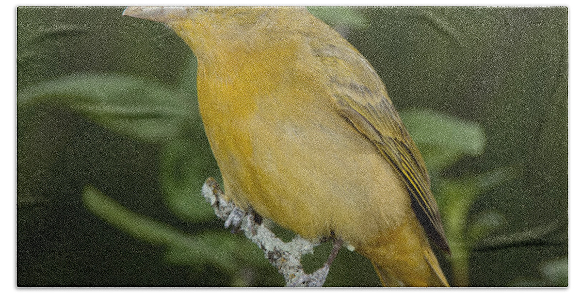 Summer Tanager Bath Towel featuring the photograph Summer Tanager Hen by Anthony Mercieca