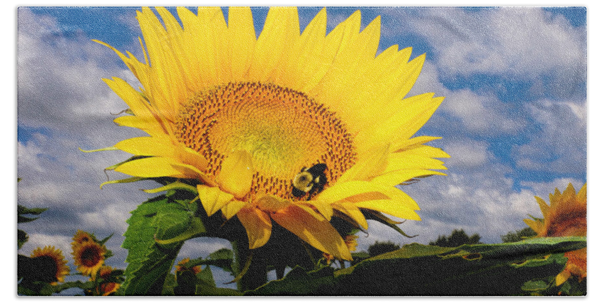 Sunflower Bath Towel featuring the photograph Sunflower and Blue Skies by Alan Hutchins
