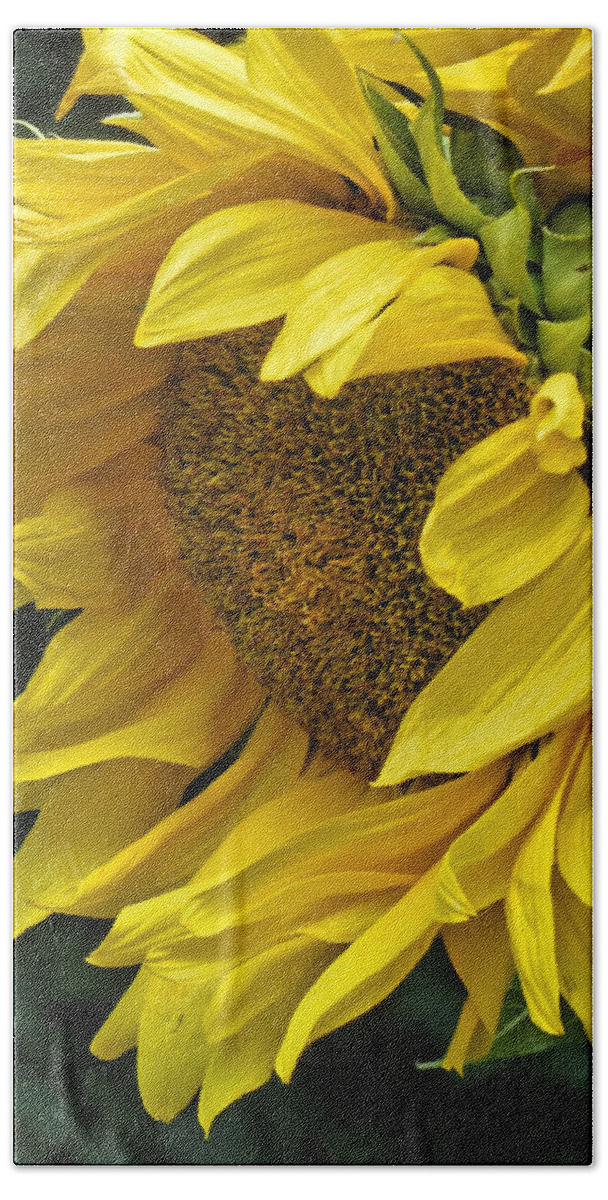 Flower Bath Towel featuring the photograph Sunflower by Ann Bridges