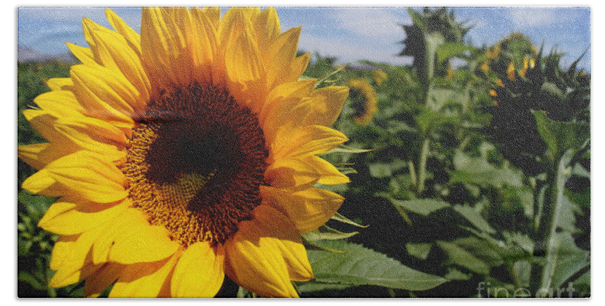 Agriculture Hand Towel featuring the photograph Sunflower Glow by Kerri Mortenson