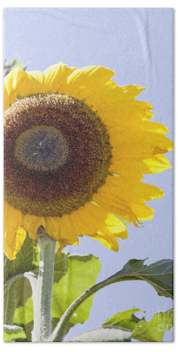 Sunflower Hand Towel featuring the photograph Sunflower in the blue sky by David Millenheft