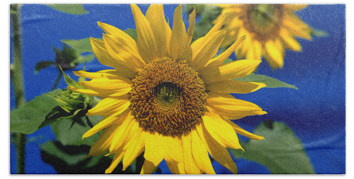 Agriculture Bath Towel featuring the photograph Sunflower by John W. Bova