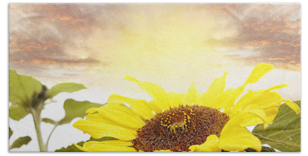 Bloom Bath Towel featuring the photograph Sunflower by Les Cunliffe