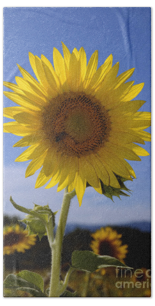 Sunflower Hand Towel featuring the photograph Sunflower. by Vanessa D -