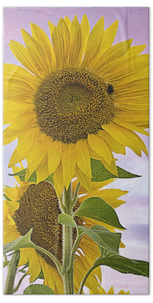 Sunflower Hand Towel featuring the photograph Sunflower with colorful evening sky by Jatin Thakkar