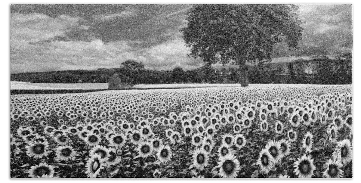 American Bath Towel featuring the photograph Sunflowers in Black and White by Debra and Dave Vanderlaan