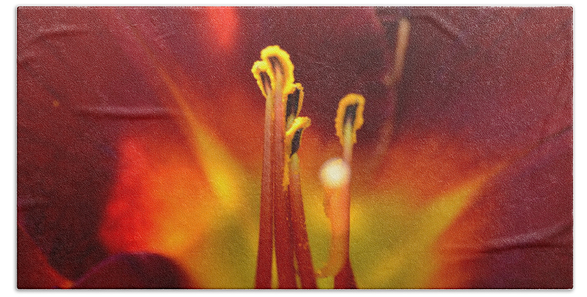 Lily Hand Towel featuring the photograph Sunlit Lily by David Porteus