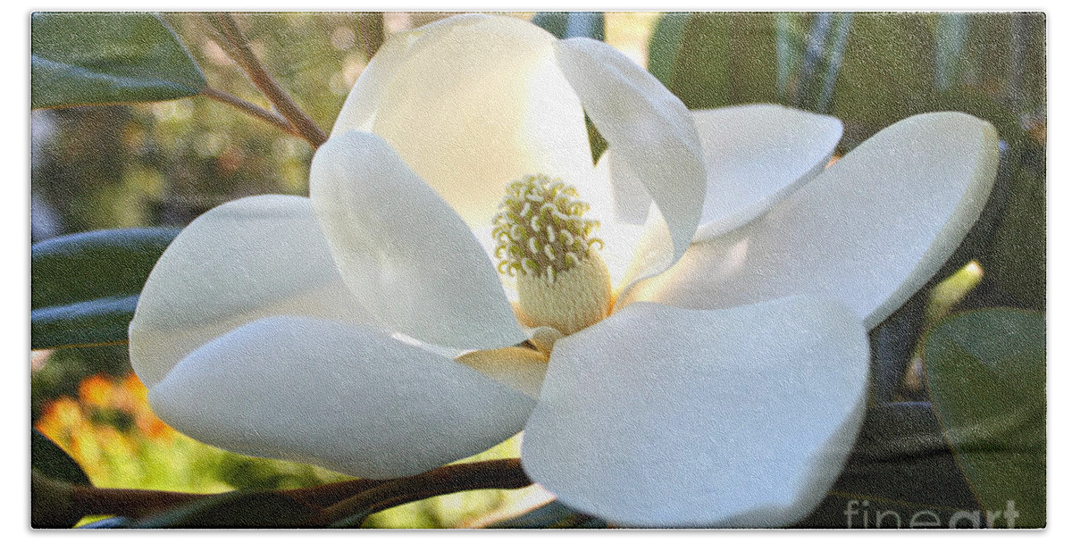 Floral Hand Towel featuring the photograph Sunlit Southern Magnolia by Carol Groenen