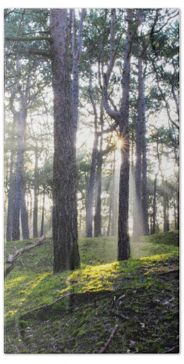 Trees Hand Towel featuring the photograph Sunlit Trees by Spikey Mouse Photography