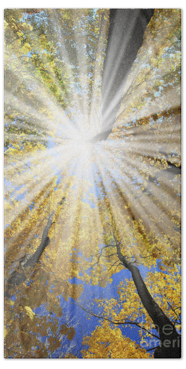Autumn Hand Towel featuring the photograph Sunrays in the forest by Elena Elisseeva