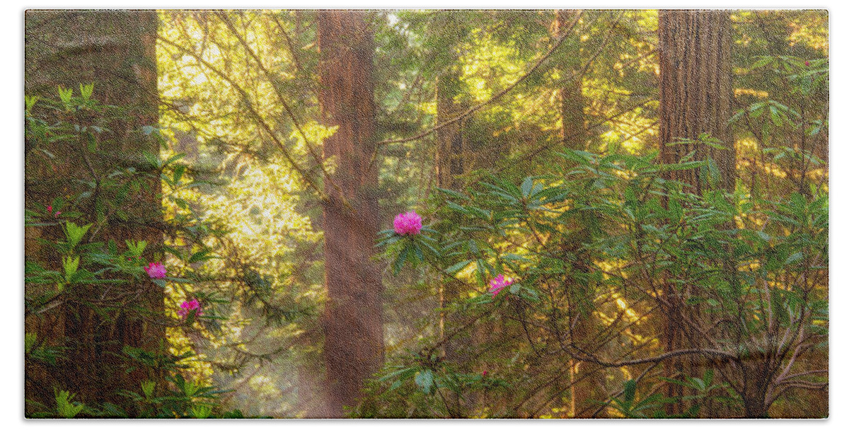Redwoods Bath Towel featuring the photograph Sunrays over redwoods by Kunal Mehra