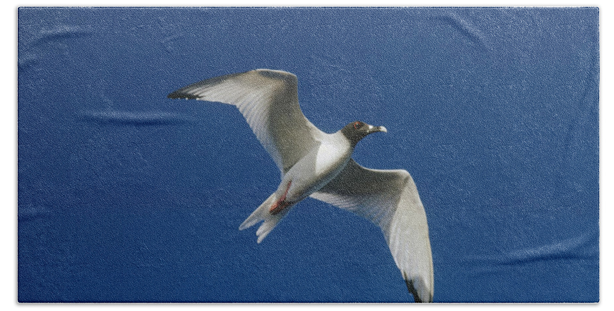 Feb0514 Bath Towel featuring the photograph Swallow-tailed Gull Flying Galapagos by Tui De Roy