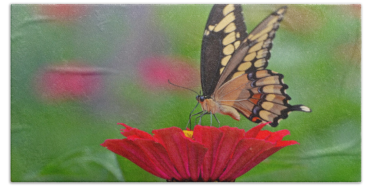 Swallowtail Hand Towel featuring the photograph Swallowtail on a Zinnia by Rodney Campbell
