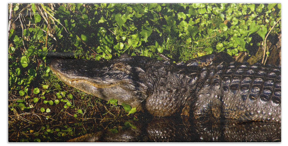 Alligators Bath Towel featuring the photograph Swamp Reflections by Kathi Isserman
