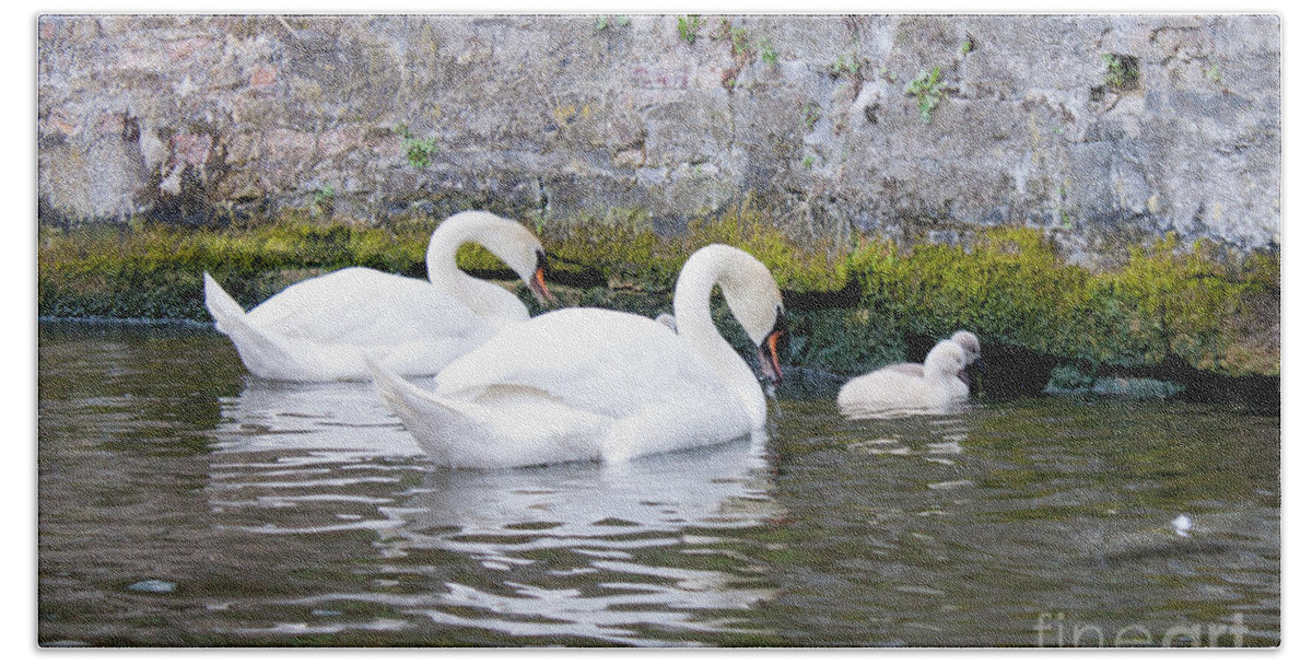 Animal Bath Towel featuring the photograph Swans and Cygnets in Brugge Canal Belgium by Thomas Marchessault
